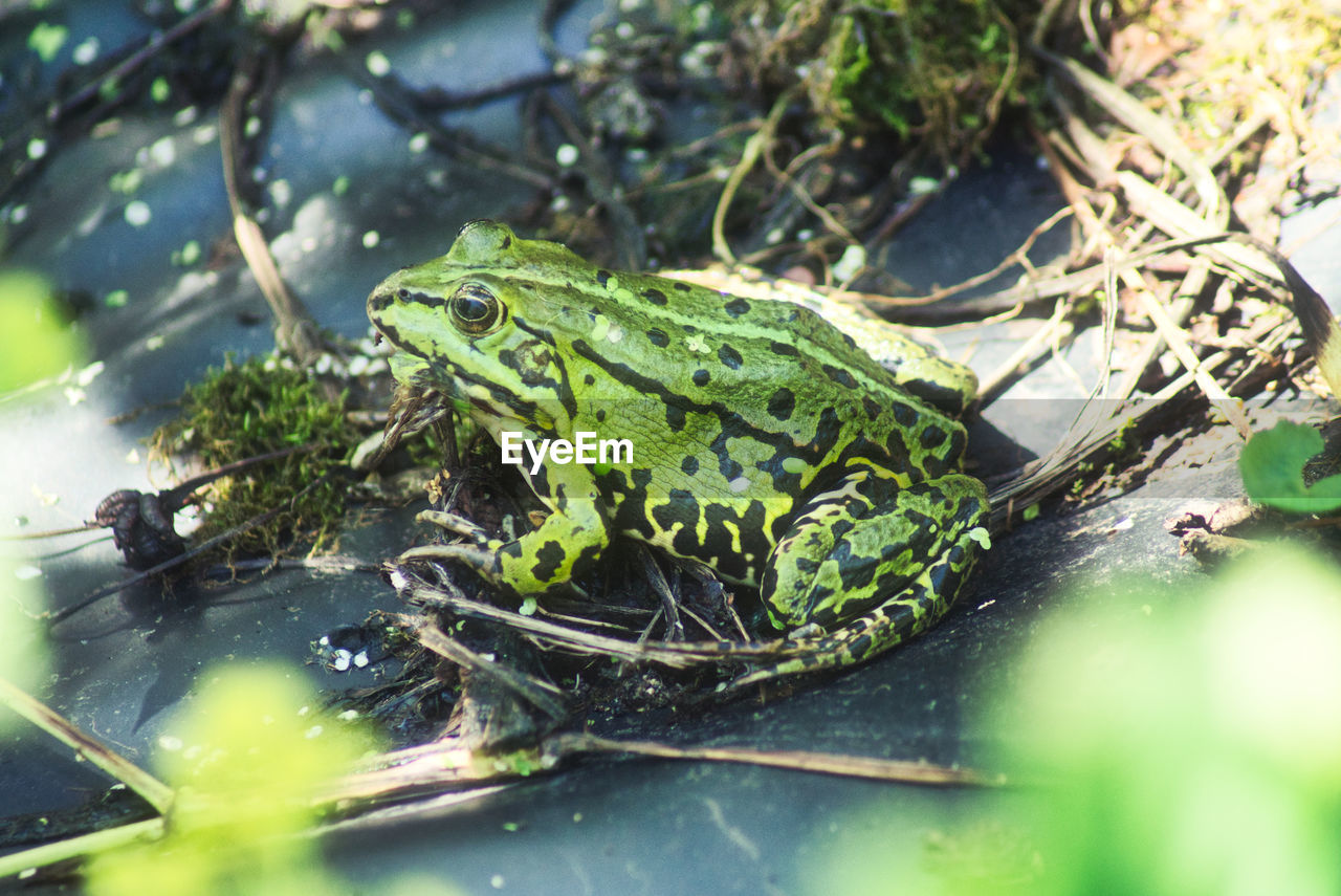 CLOSE-UP OF FROG ON PLANTS