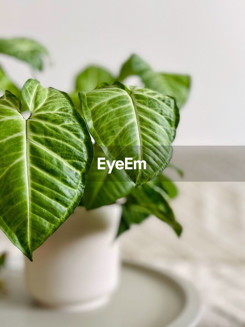 leaf, plant part, food and drink, plant, green, food, nature, produce, no people, freshness, herb, indoors, close-up, wellbeing, houseplant, flowerpot, healthy eating, basil, flower, selective focus, studio shot, drink, focus on foreground