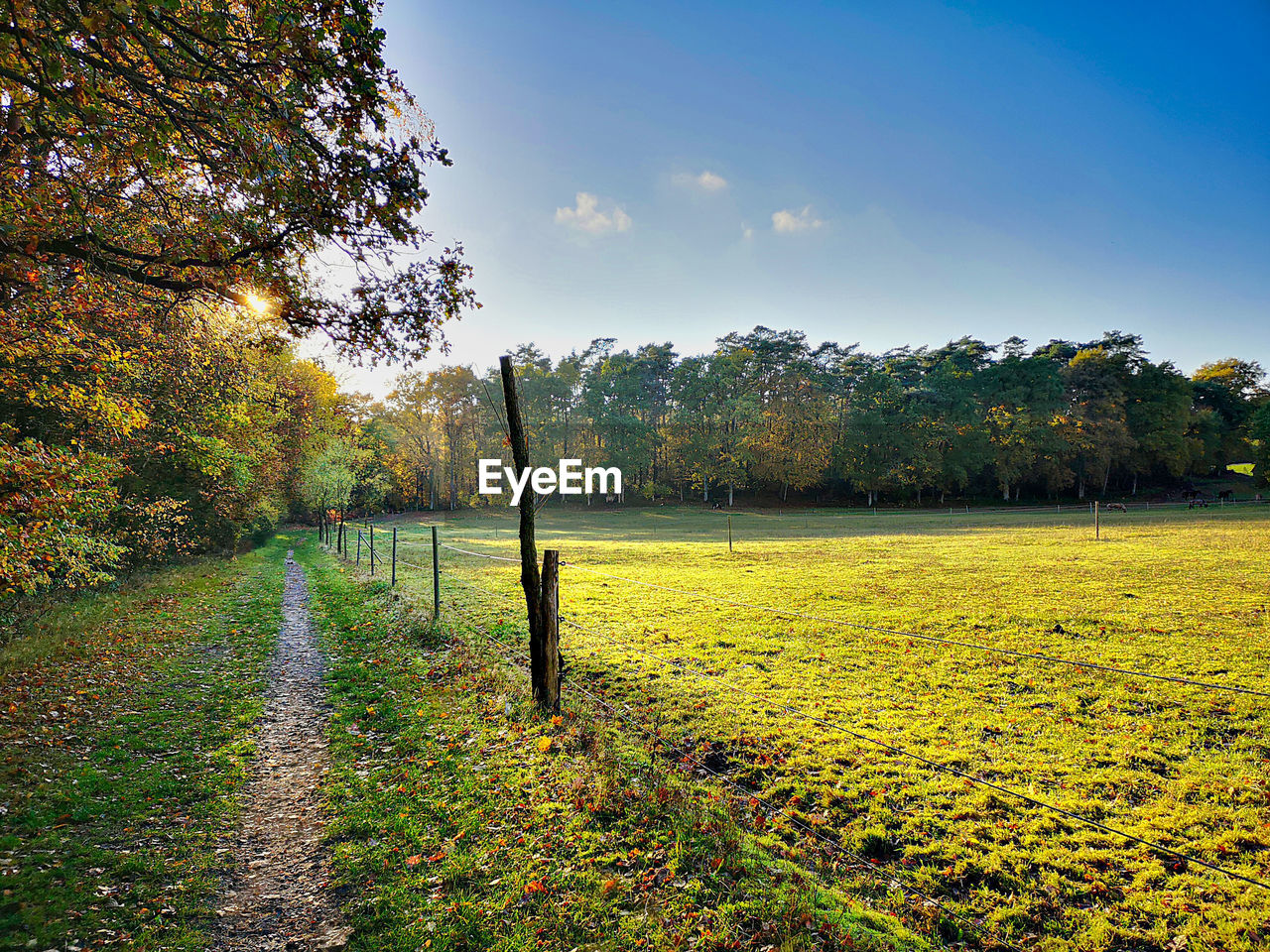 TREES ON FIELD AGAINST SKY