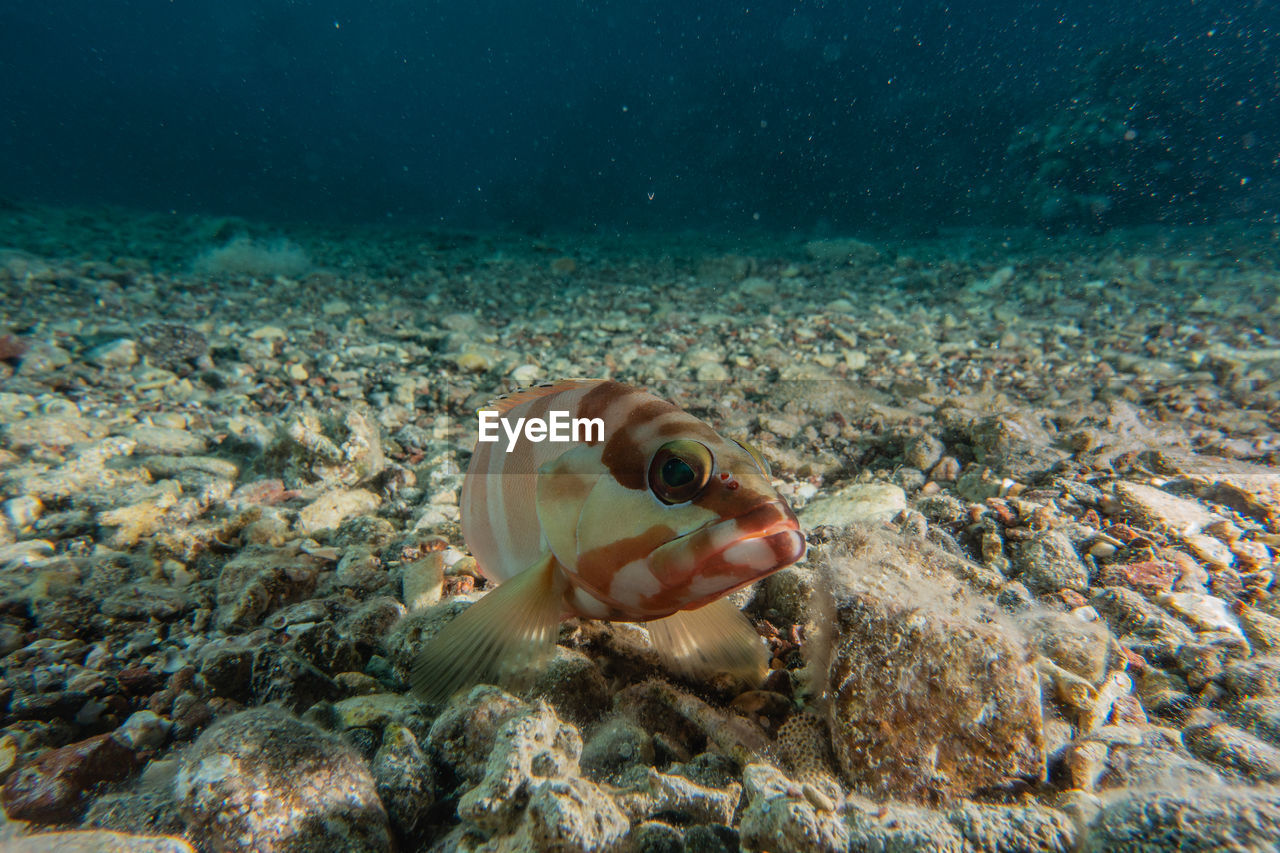 Blacktip grouper in the red sea, dahab sinai egypt a.e