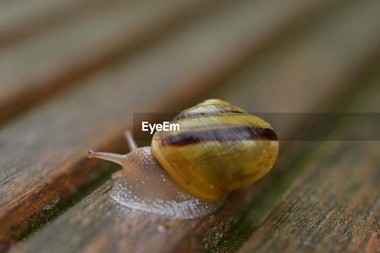 snail, snails and slugs, mollusk, animal themes, gastropod, animal wildlife, animal, one animal, close-up, wood, shell, macro photography, animal shell, boredom, wildlife, no people, selective focus, animal body part, crawling, nature, macro, animal antenna, yellow, slimy, insect, outdoors, day, brown, environment