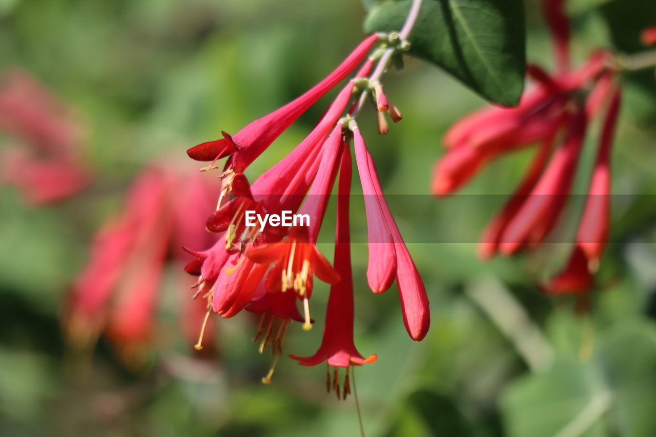 CLOSE-UP OF RED FLOWERS