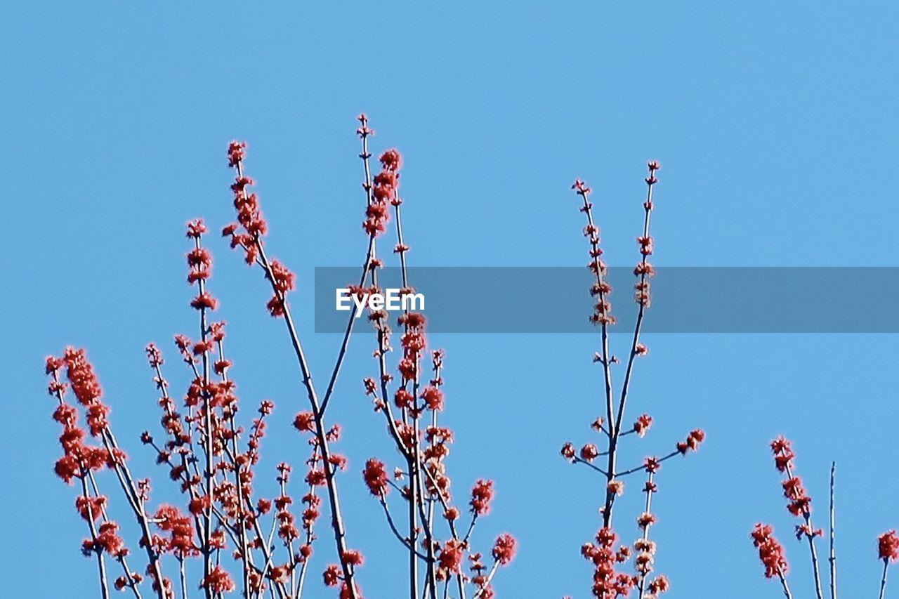 LOW ANGLE VIEW OF RED FLOWERING PLANT AGAINST CLEAR BLUE SKY