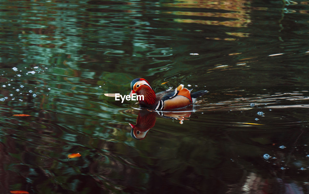 Two ducks swimming in lake