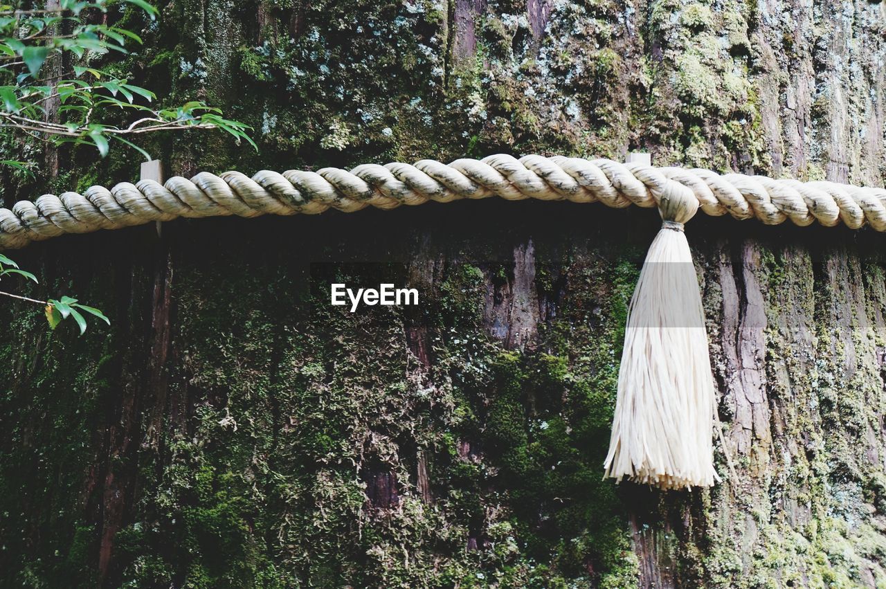 Close-up of rope tied up to tree trunk