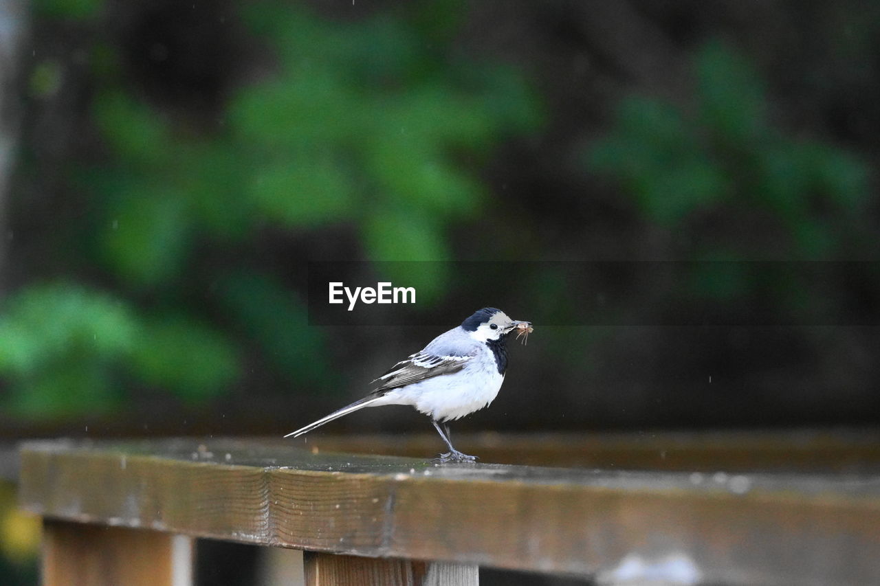 BIRD PERCHING ON A WOOD