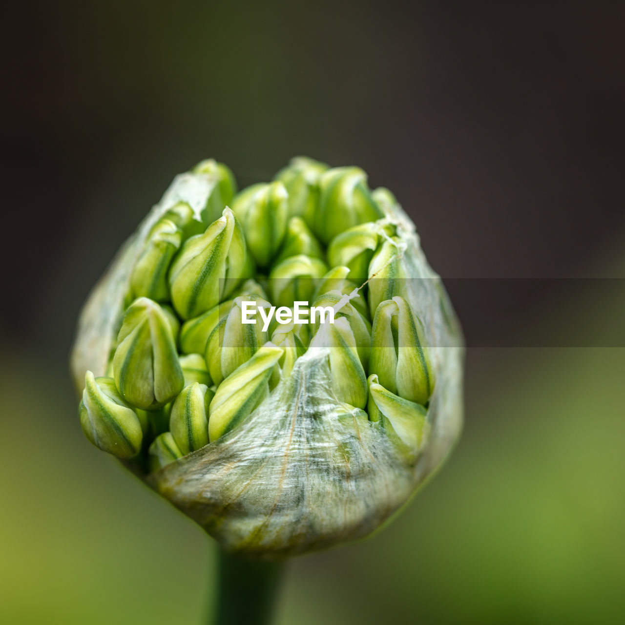 CLOSE-UP OF GREEN PLANT