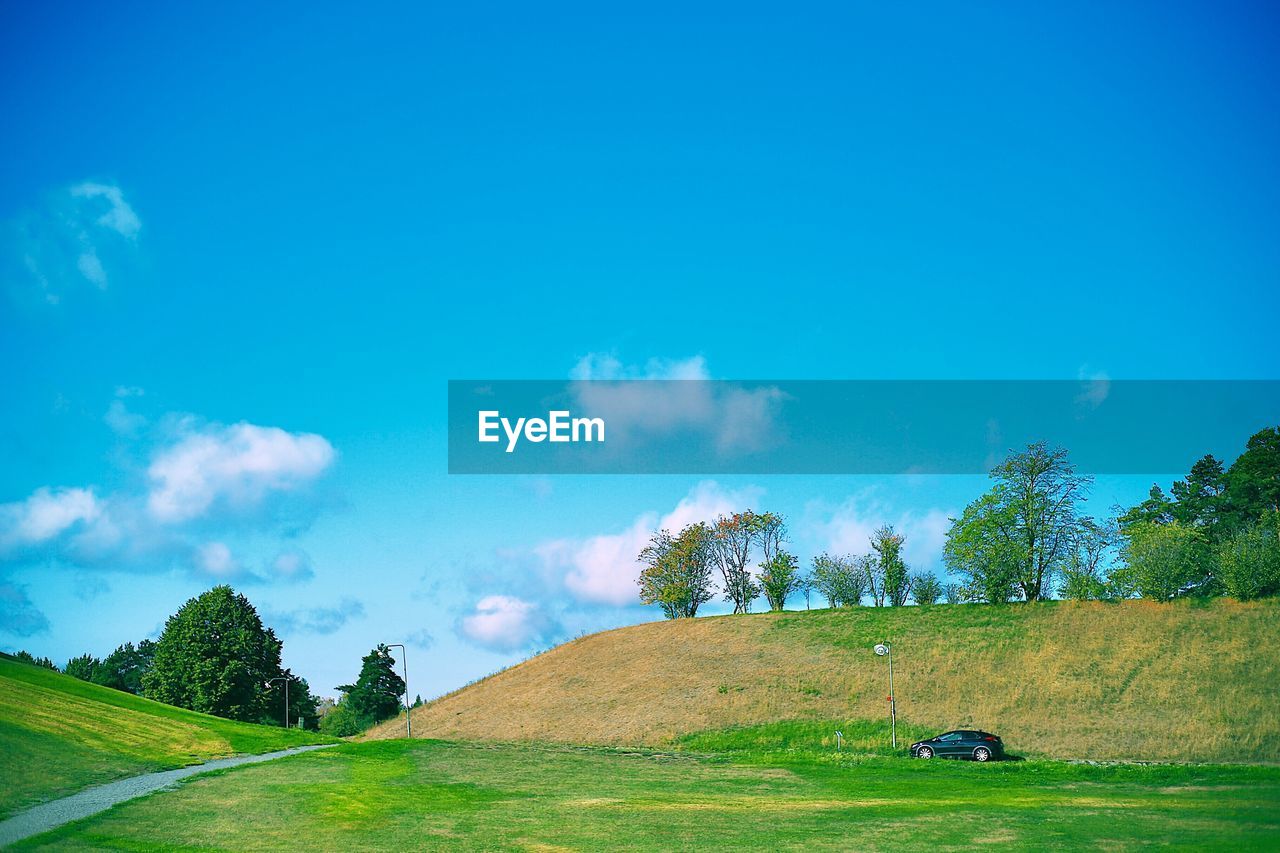 TREES GROWING ON FIELD AGAINST BLUE SKY