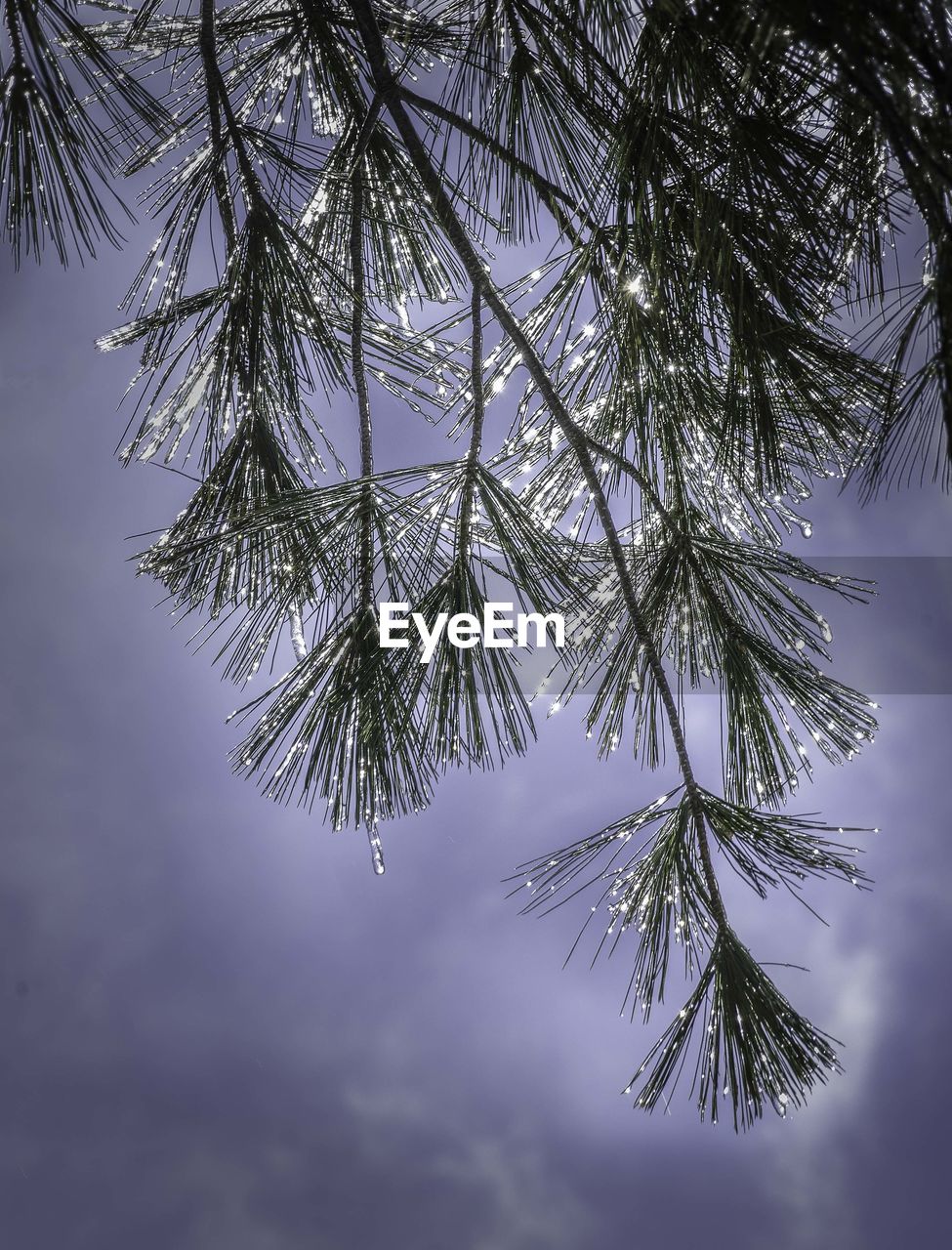 Low angle view of branches with needles against sky