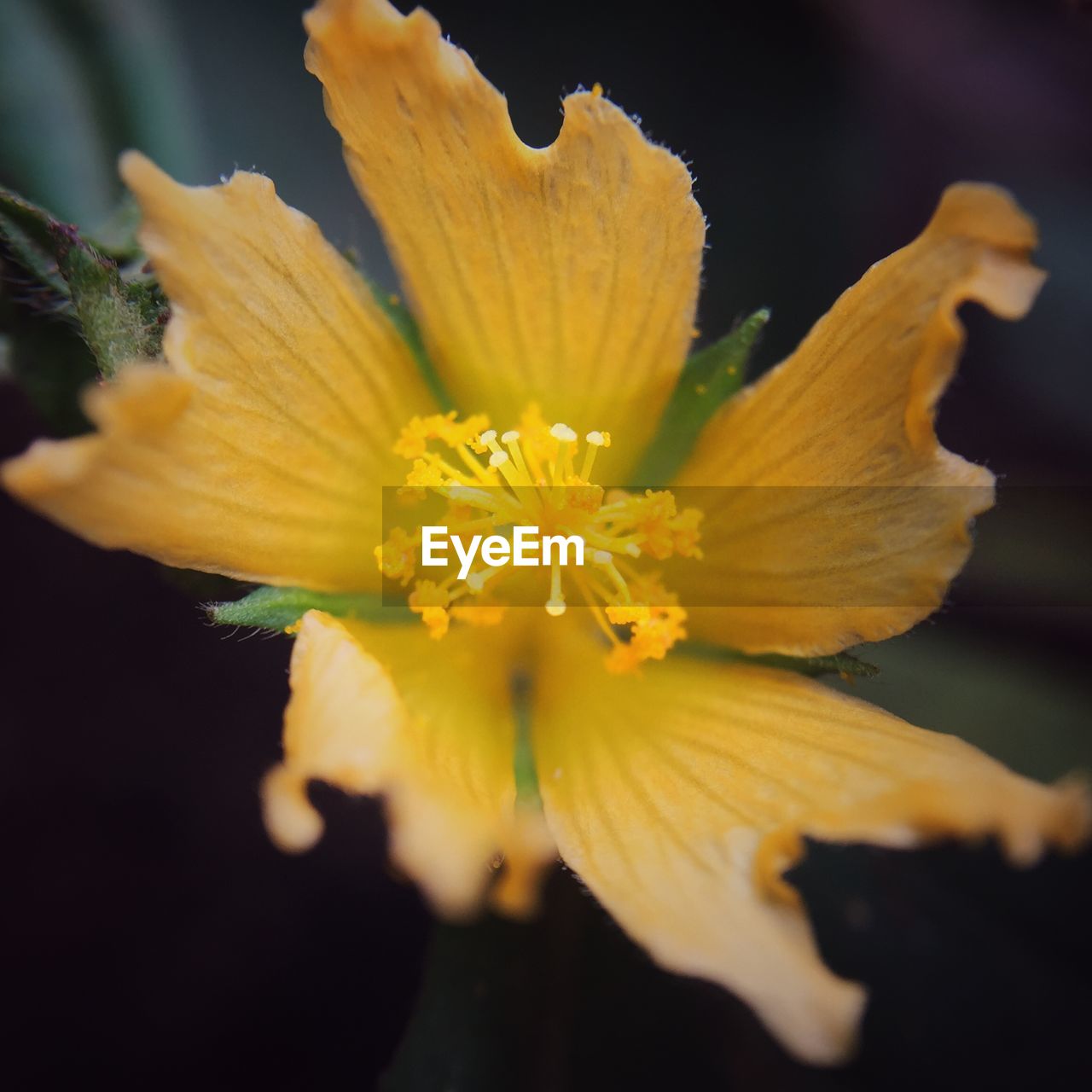 Close up of yellow flower in bloom