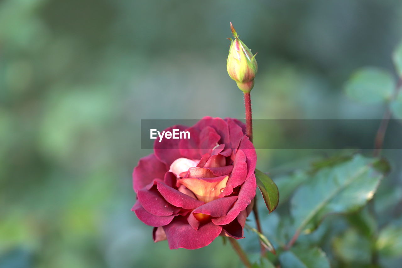 CLOSE-UP OF ROSE BUD