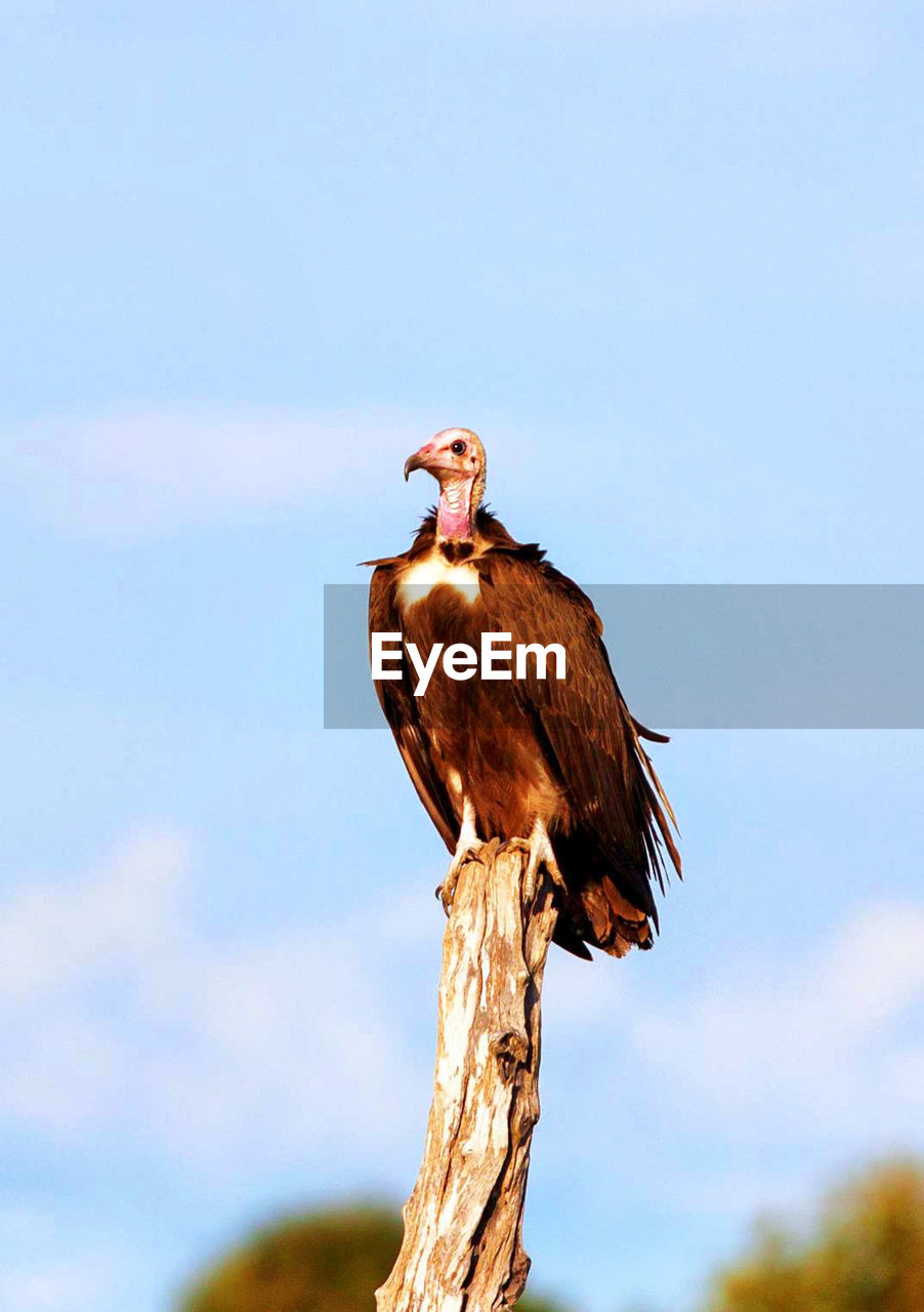 Vulture perching on tree against sky
