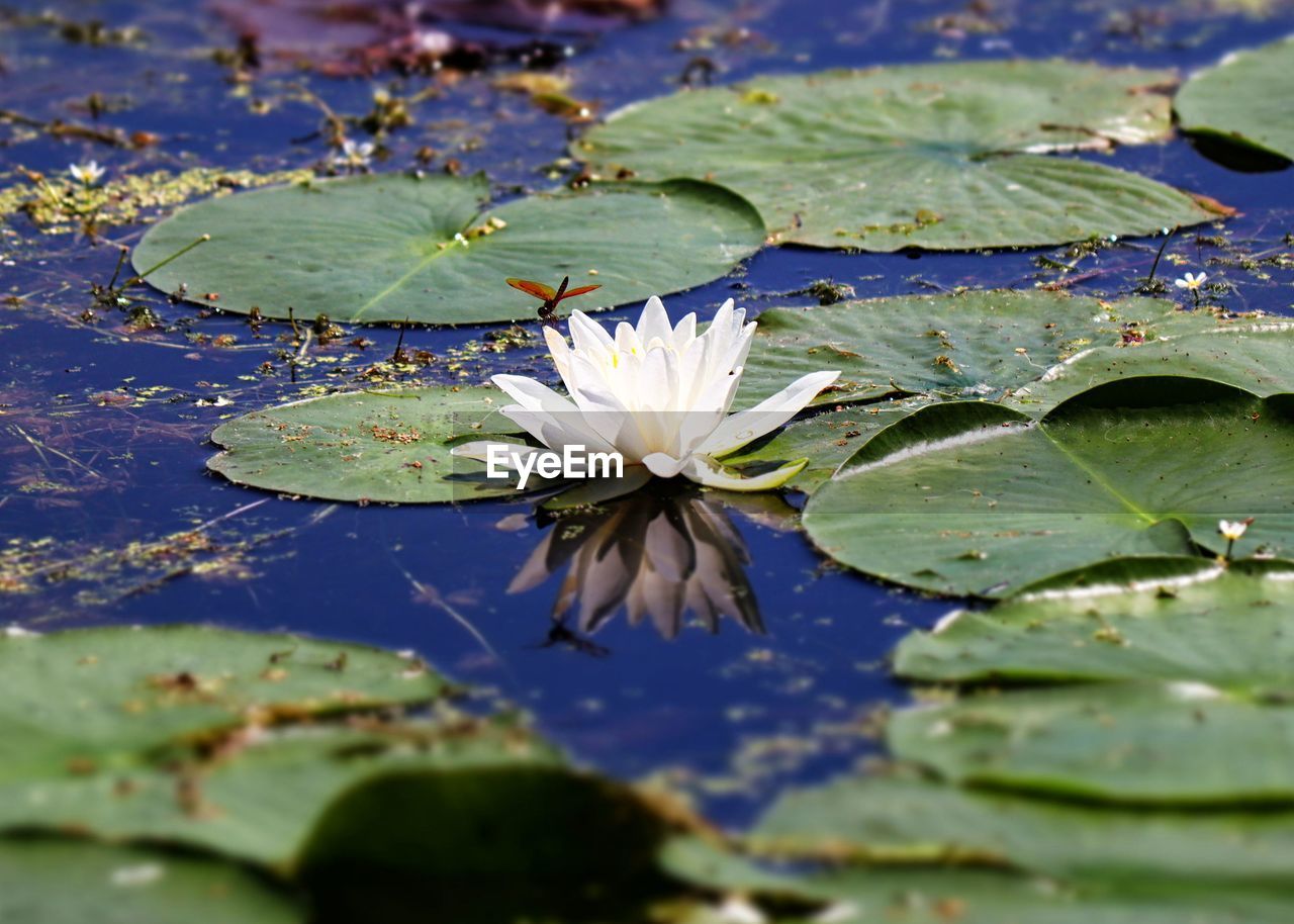 CLOSE-UP OF LOTUS WATER LILY ON LEAVES