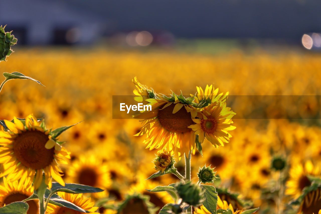 Close-up of yellow flowering plant on field