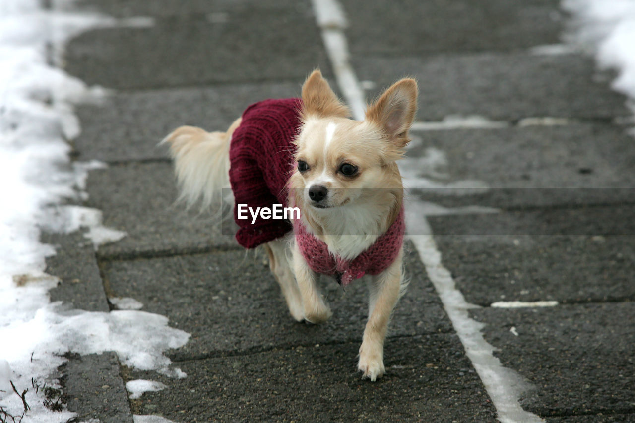 PORTRAIT OF DOG LOOKING AWAY ON FOOTPATH