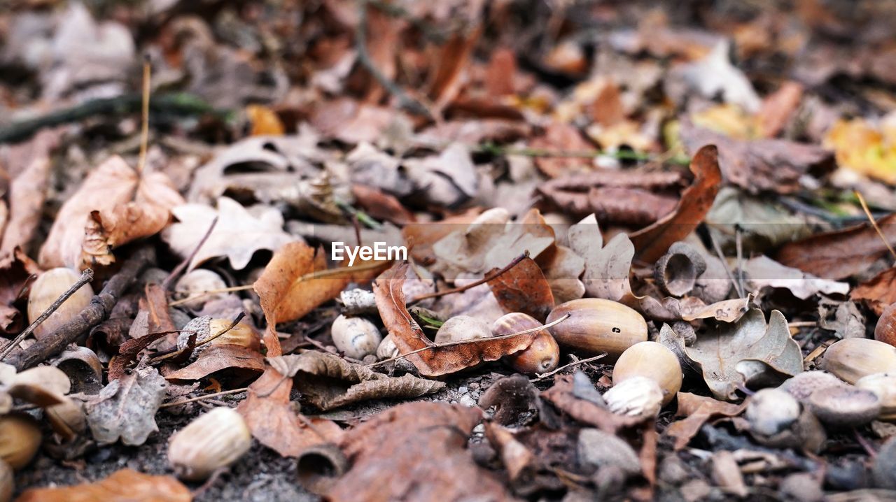 CLOSE-UP OF DRIED LEAVES ON FIELD