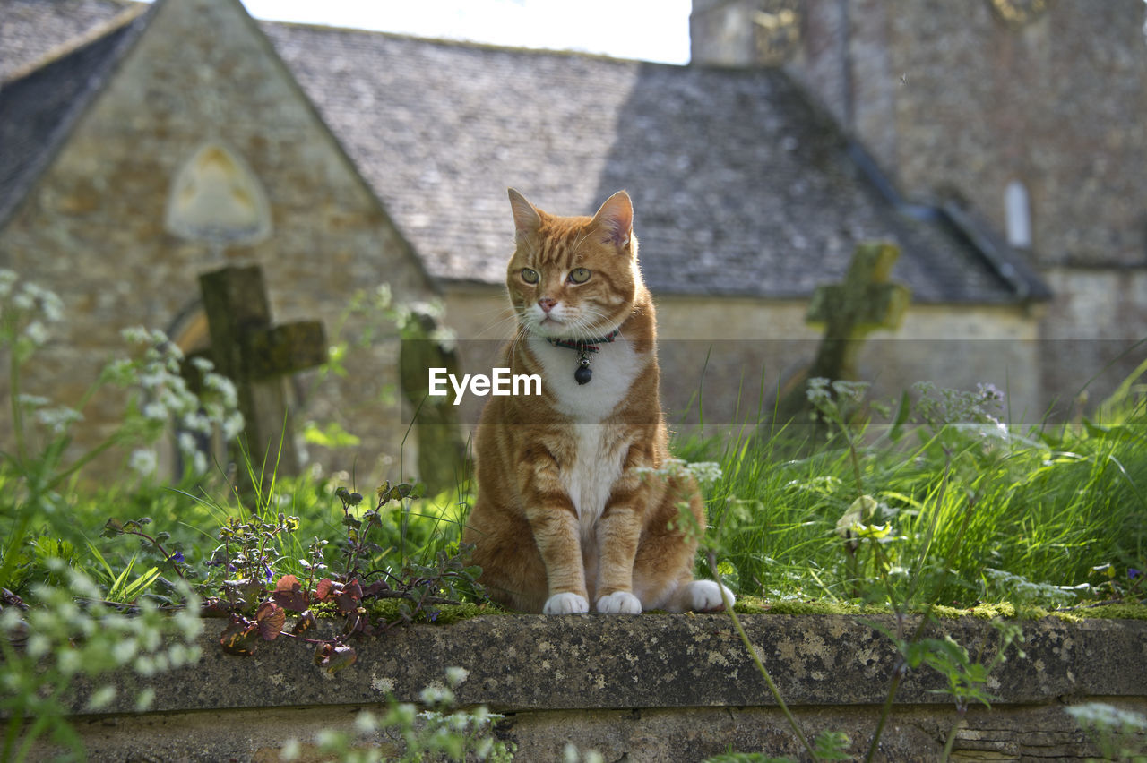 Cat sitting in graveyard