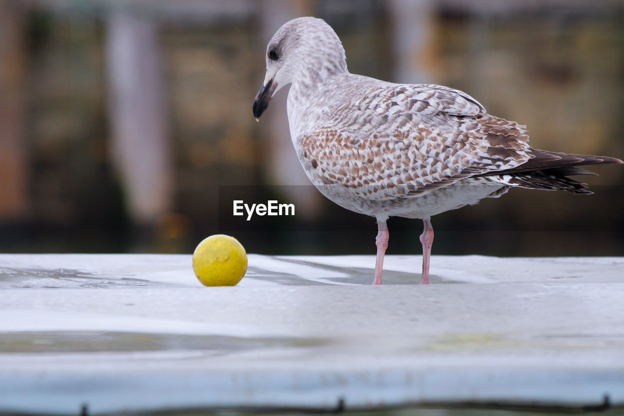 bird, animal, animal themes, beak, animal wildlife, wildlife, one animal, no people, food, close-up, selective focus, nature, full length, outdoors, day, seabird