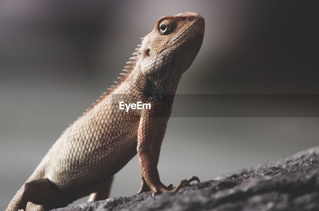 CLOSE-UP OF LIZARD ON ROCK