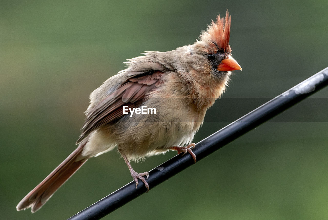 CLOSE-UP OF A BIRD PERCHING ON TWIG