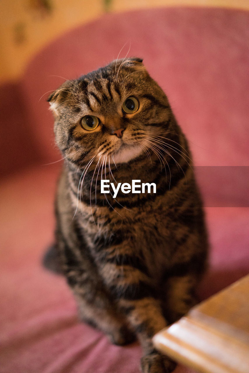 Close-up portrait of tabby cat