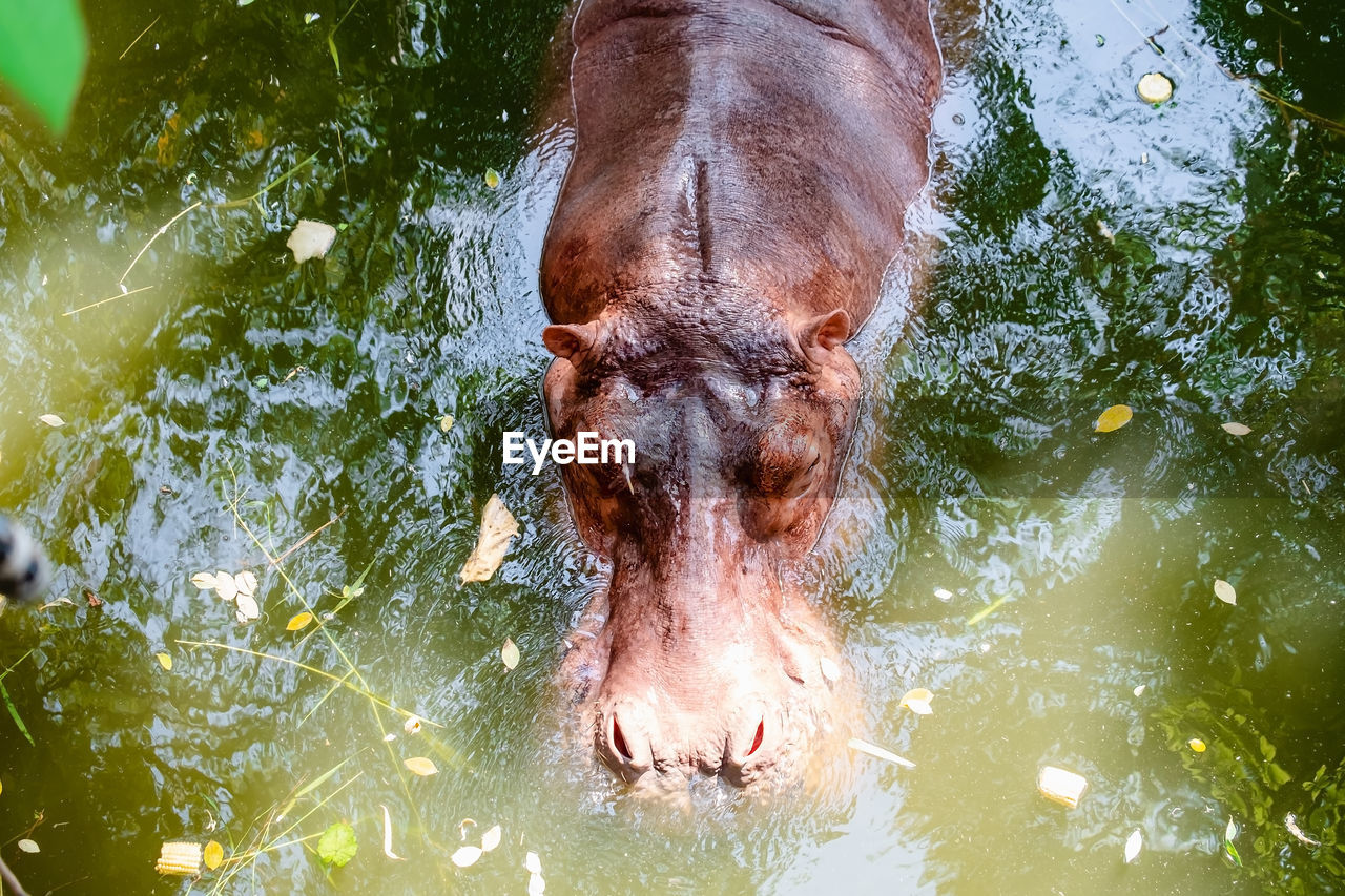 High angle view of hippopotamus in lake