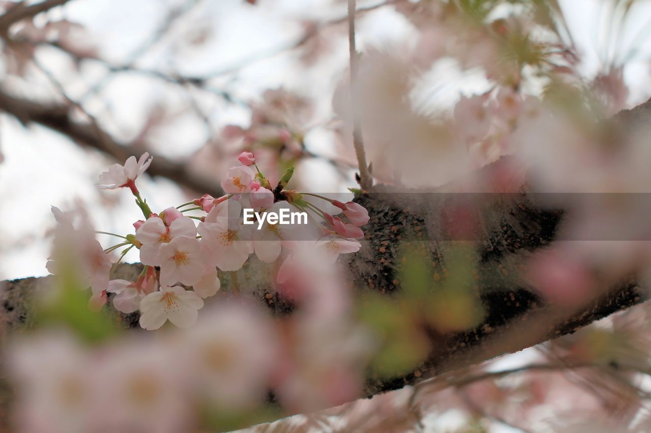 Pink apple blossoms in spring