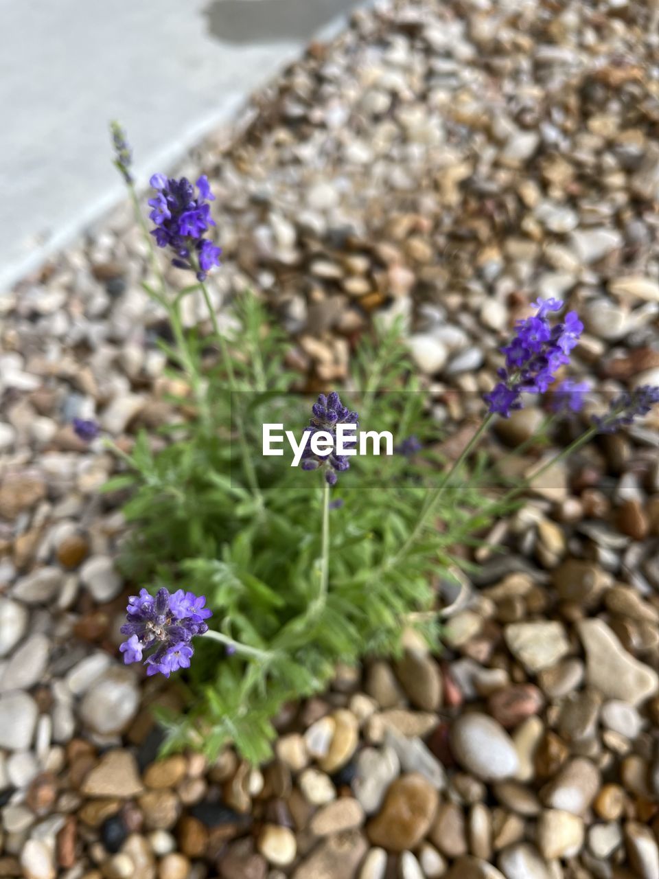 flowering plant, flower, plant, purple, beauty in nature, nature, freshness, lavender, fragility, close-up, day, no people, growth, flower head, rock, high angle view, inflorescence, outdoors, petal, focus on foreground, botany, wildflower, stone, sunlight, blossom, herb, selective focus