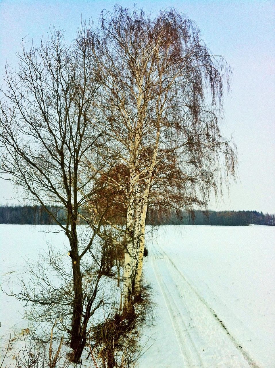 Bare trees on snow field against sky