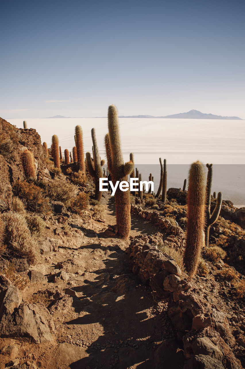 Cactus field over incahuasi island in uyuni