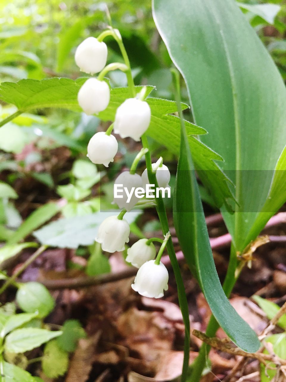 CLOSE-UP OF PLANT