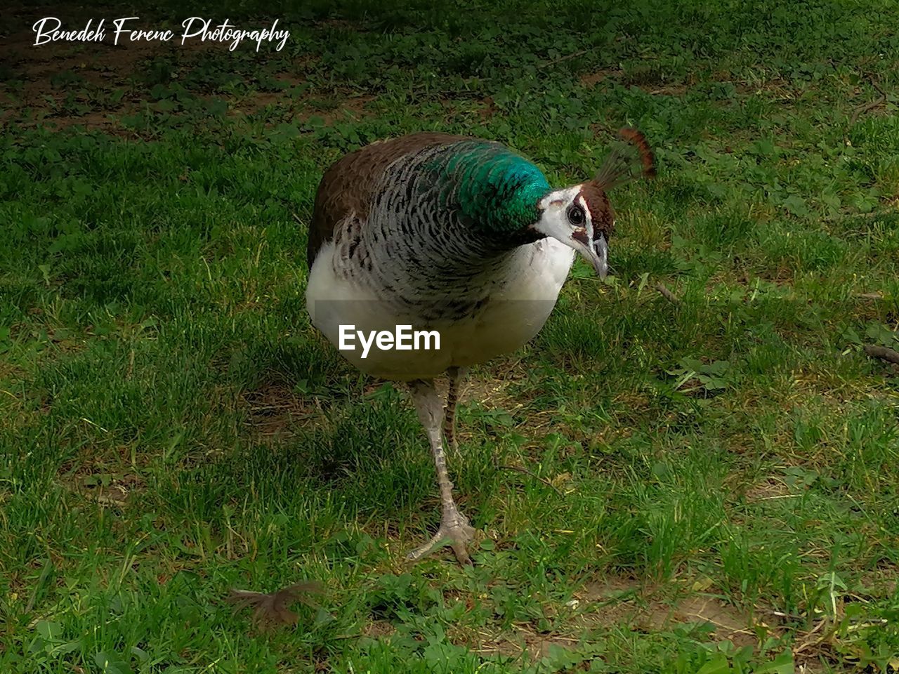 CLOSE-UP OF BIRD IN FIELD