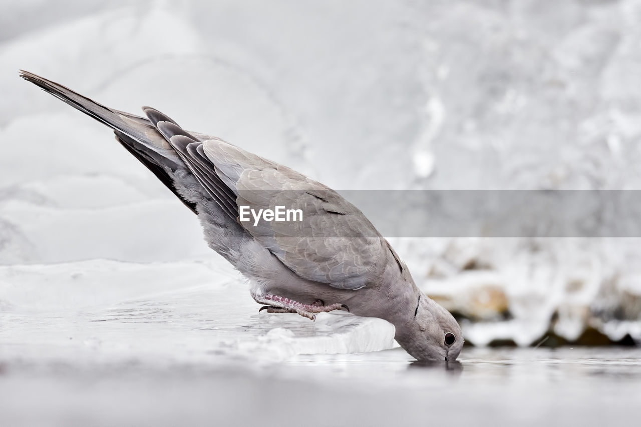 CLOSE-UP OF SEAGULL IN SNOW