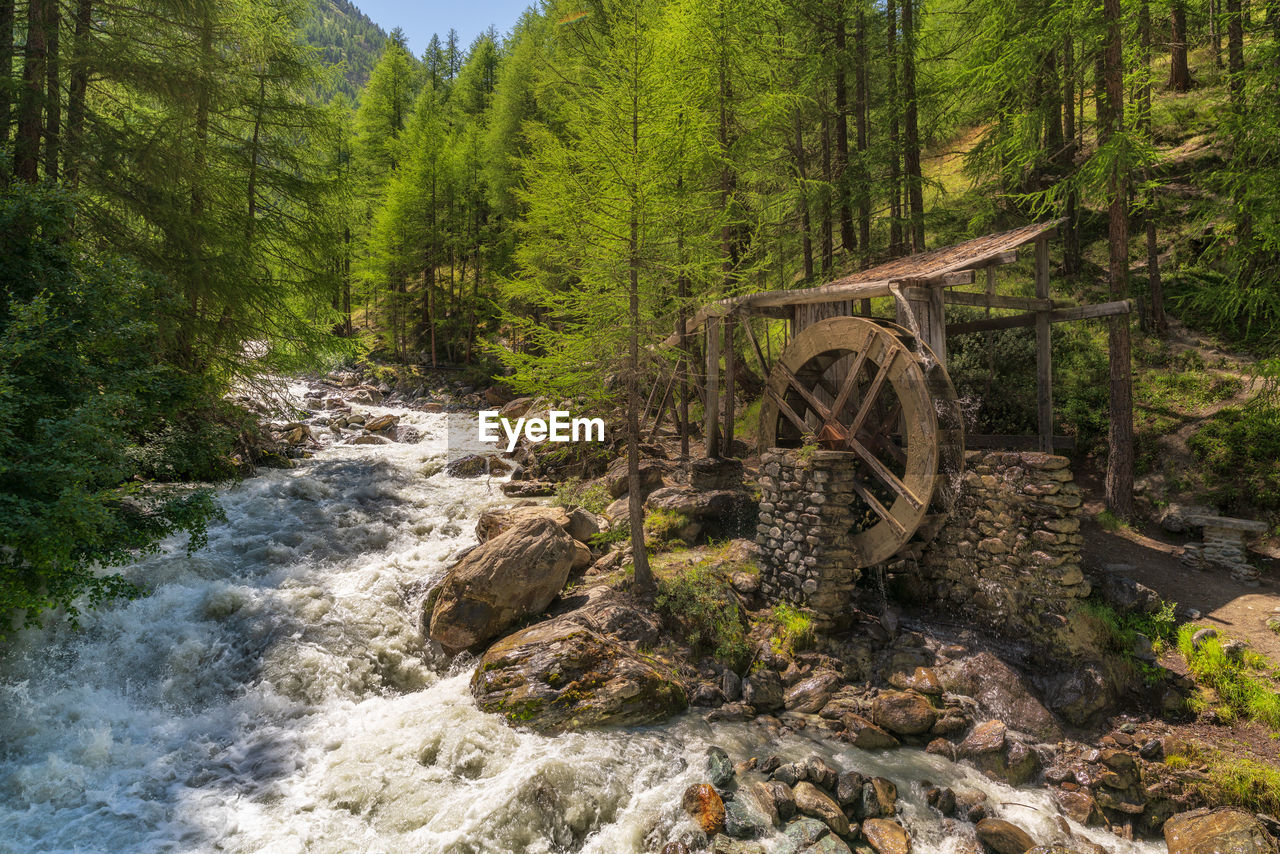 Stream amidst trees in forest