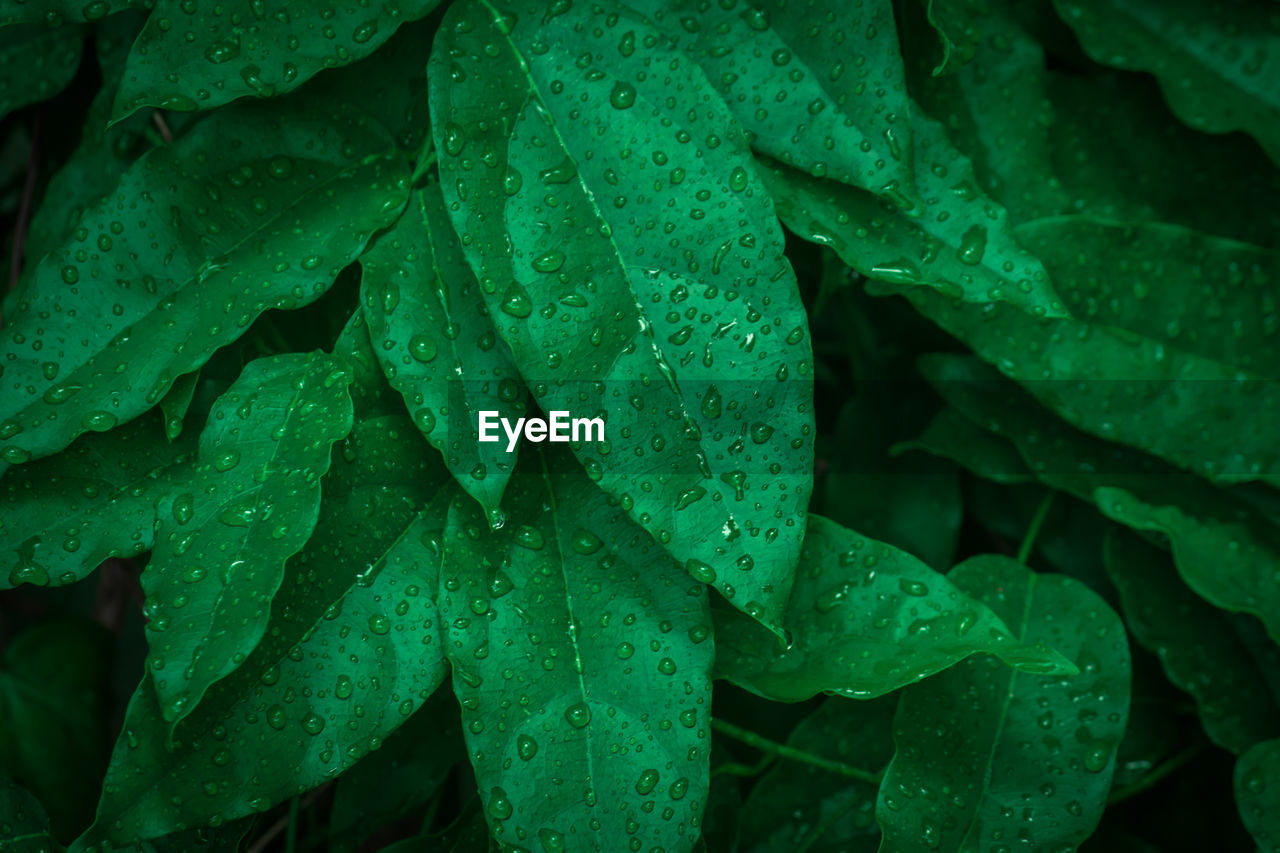 Close-up of wet plant leaves during rainy season