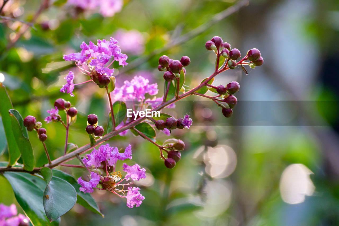 CLOSE-UP OF PURPLE FLOWERING PLANT