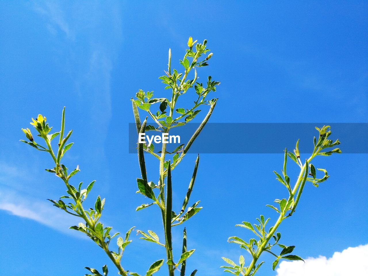 Low angle view of plant against blue sky