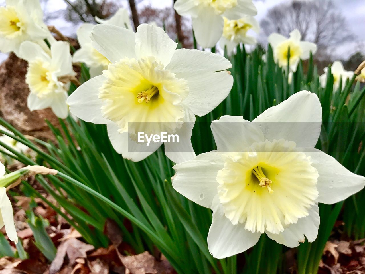 CLOSE-UP OF FLOWERS BLOOMING