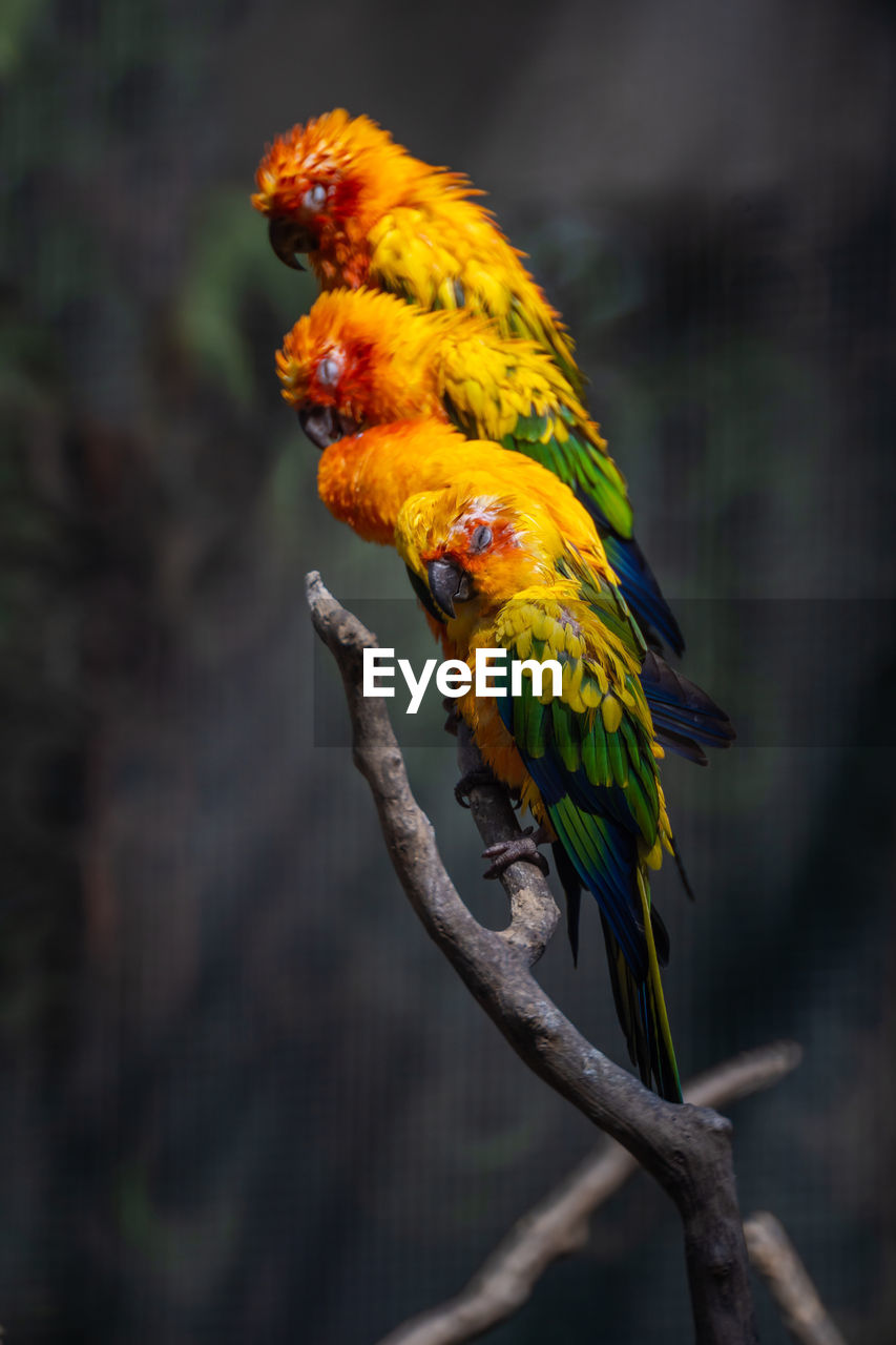 BIRD PERCHING ON BRANCH