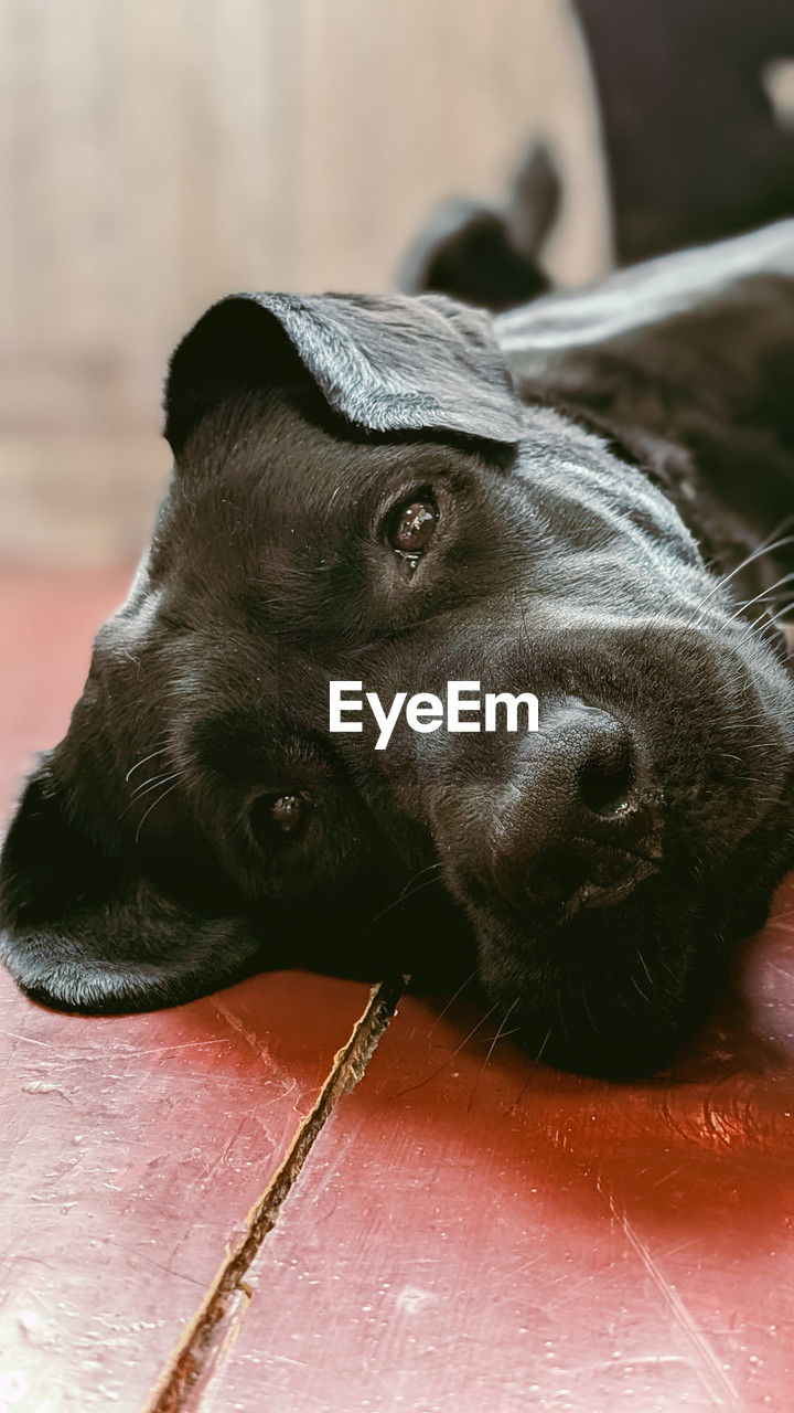 animal themes, animal, dog, one animal, mammal, pet, domestic animals, black, close-up, canine, carnivore, puppy, no people, nose, snout, animal body part, portrait, animal head, focus on foreground, day, relaxation