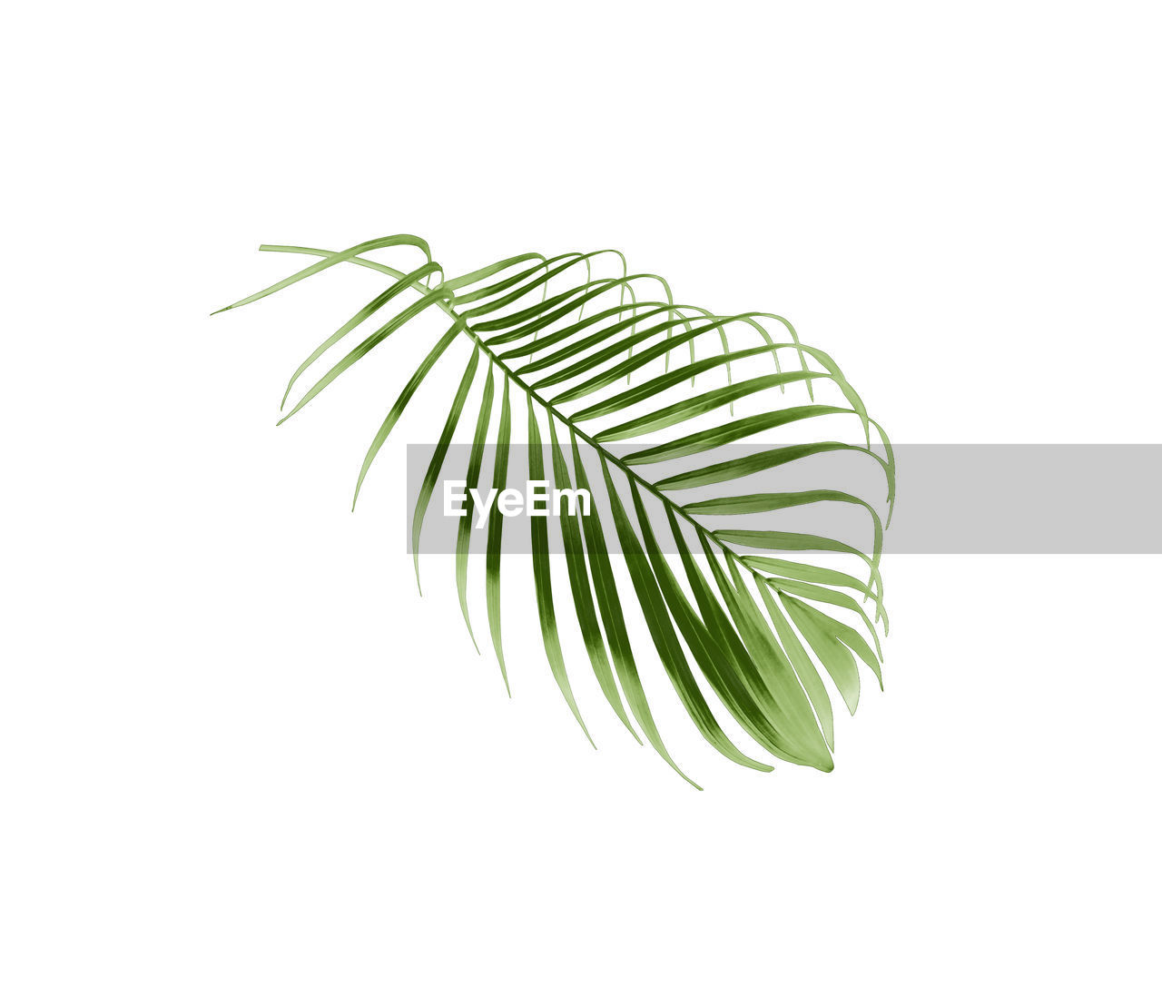 Tropical green palm leaf tree isolated on white background