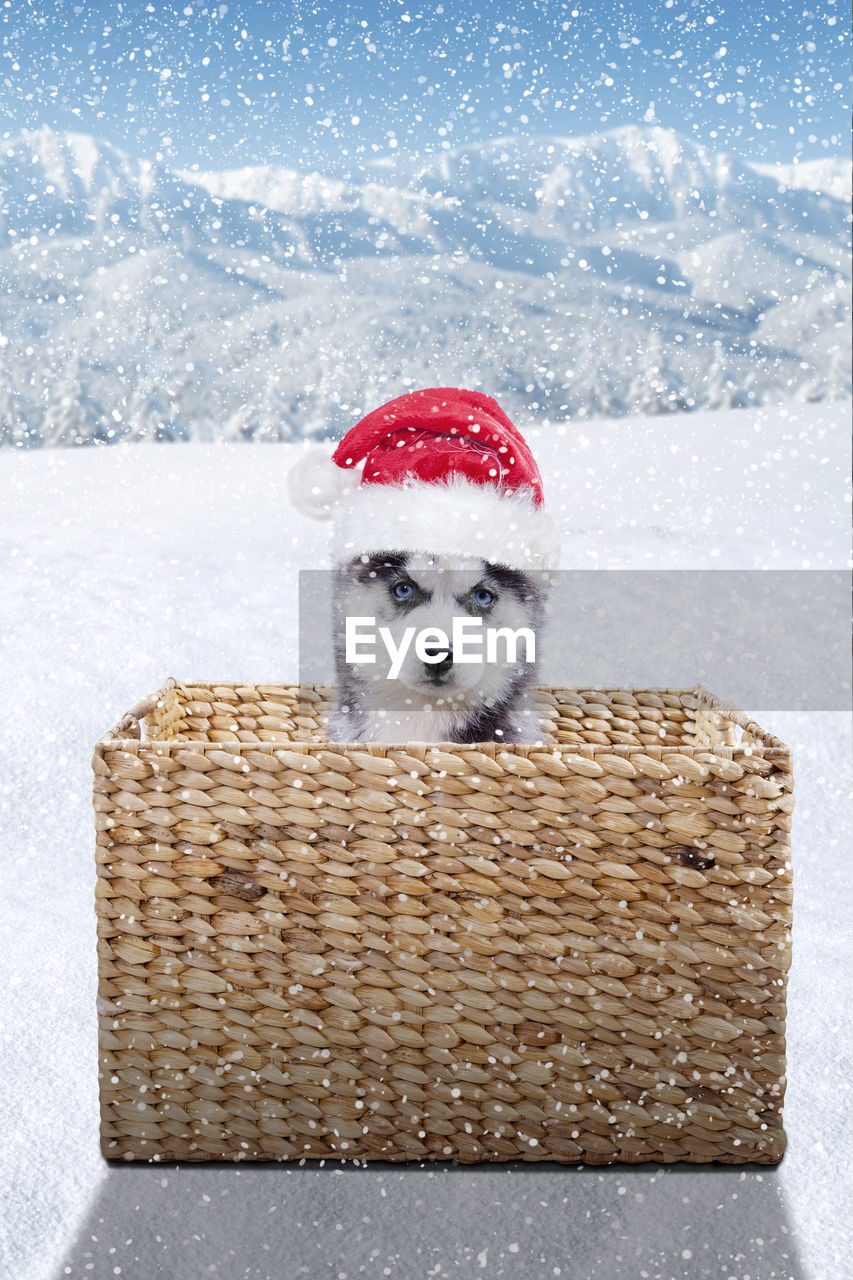 Puppy on wicker basket during snowfall