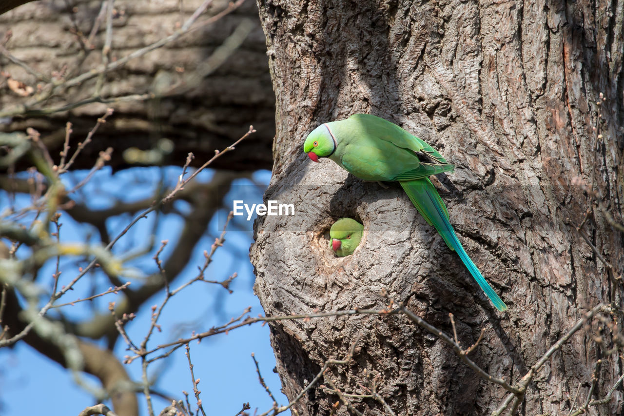 A nesting rose-ringed parakeet pair