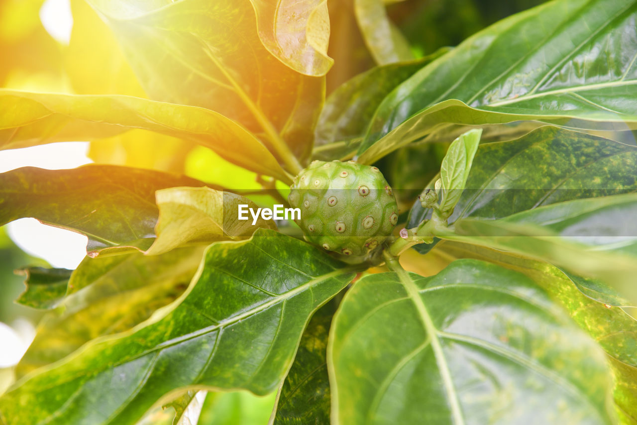 CLOSE-UP OF FRESH GREEN LEAVES ON FLOWERING PLANT