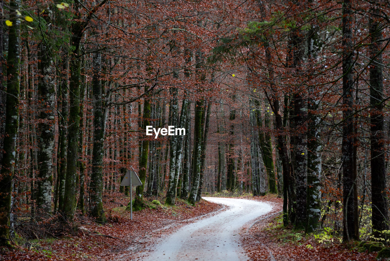 Road amidst trees in forest during autumn