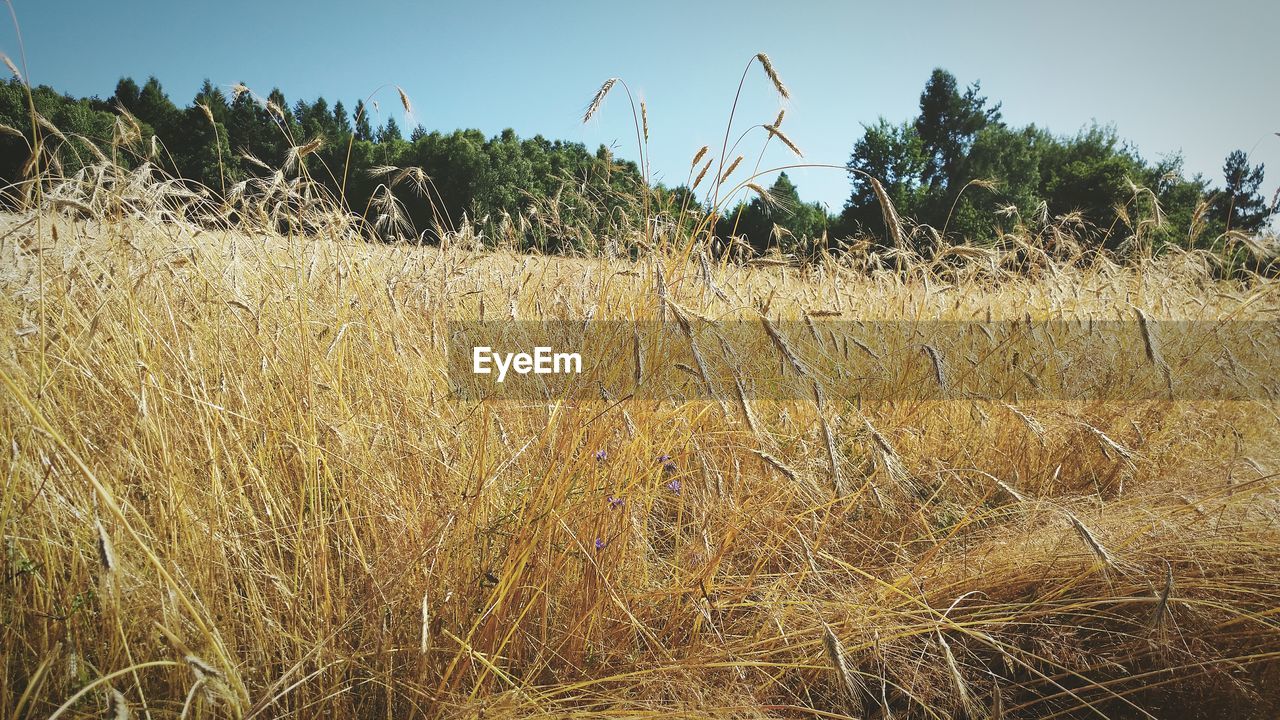 Plants growing on field