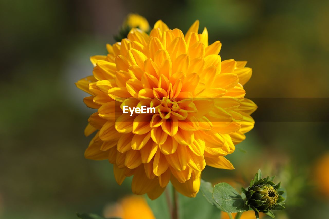 CLOSE-UP OF ORANGE DAHLIA FLOWER