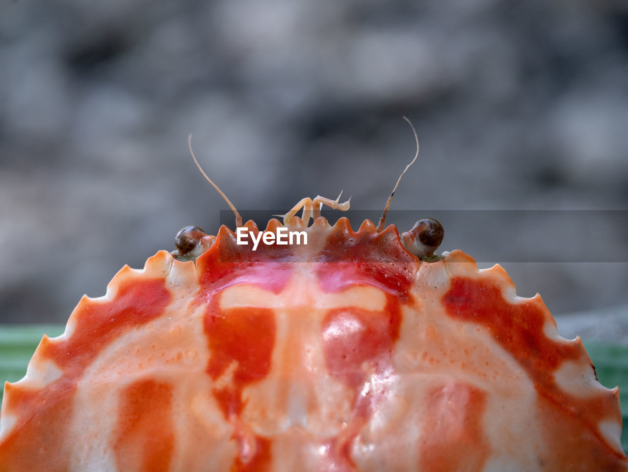 Orange crab shell