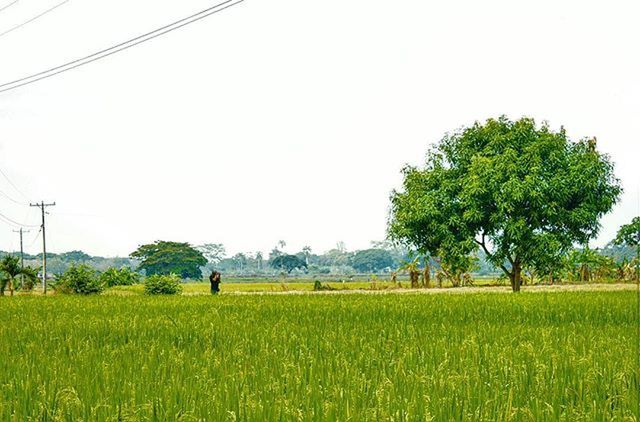 TREES ON FIELD