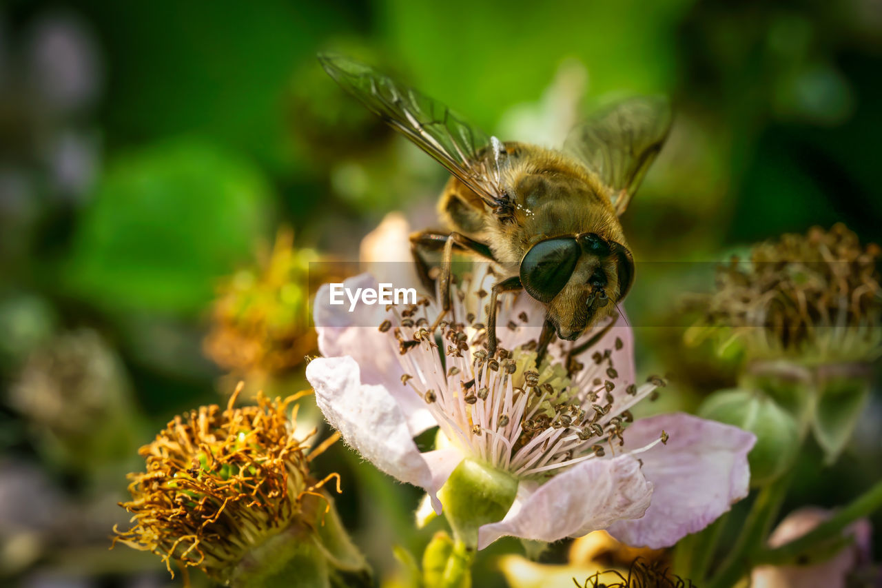 close-up of bee pollinating on flower